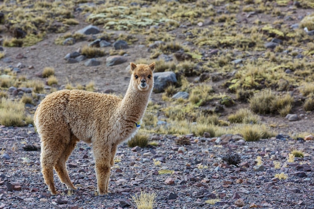 Premium Photo | Peruvian alpaca in andes