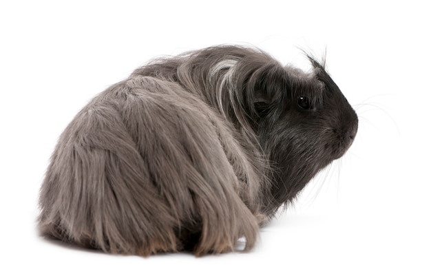 ペルーのモルモット Cavia Porcellus 分離された白の上に横たわる プレミアム写真