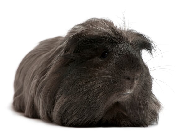 ペルーのモルモット Cavia Porcellus 分離された白の上に横たわる プレミアム写真