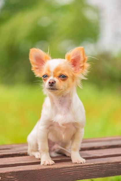 ペット 春にベンチに座る長髪のチワワの子犬 白いチワワ犬 犬 子犬 プレミアム写真