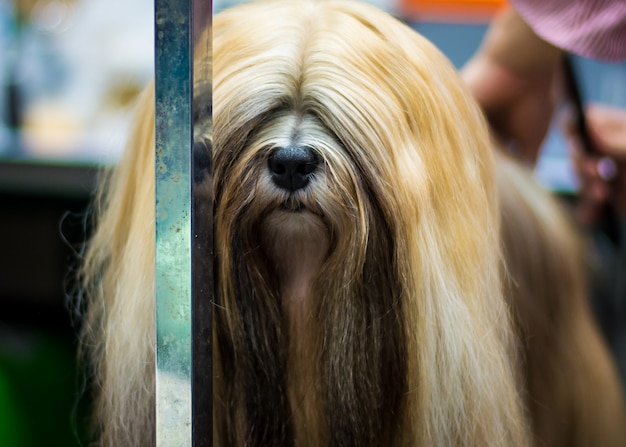 Pet shop grooming | Premium Photo