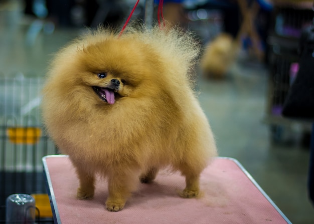 Premium Photo | Pet shop grooming