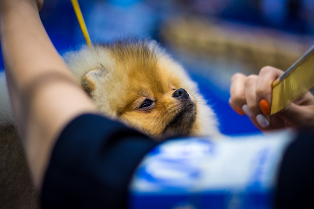 Premium Photo | Pet shop grooming