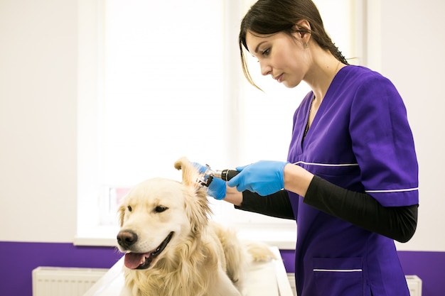 Premium Photo | Pet vet care veterinarian health