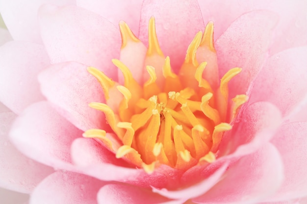 Petal pink lotus flower. Photo Premium Download