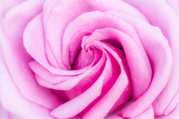 Premium Photo | Petals of purple roses