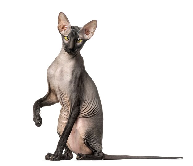 Premium Photo Peterbald Naked Cat Sitting And Looking At The Camera Isolated On White