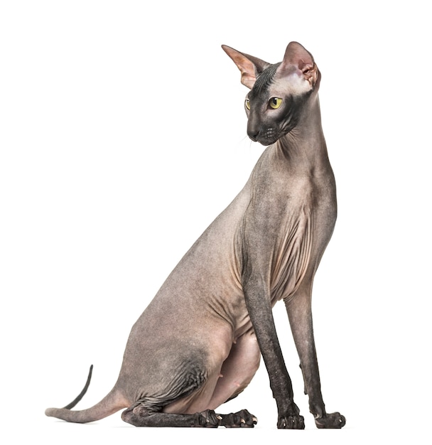 Premium Photo | Peterbald sitting, isolated on white