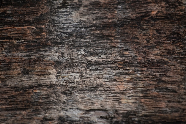 Premium Photo | The petrified wood texture background