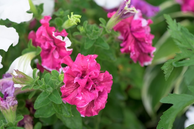 Premium Photo | Petunia flowers in a flower bed in dew drops on the ...