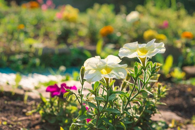 Petunia flower bed