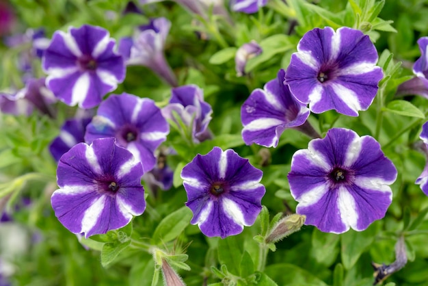 Premium Photo | Petunia surfinia star white-pink