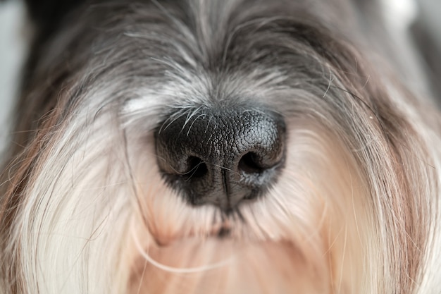 schnauzer muzzle