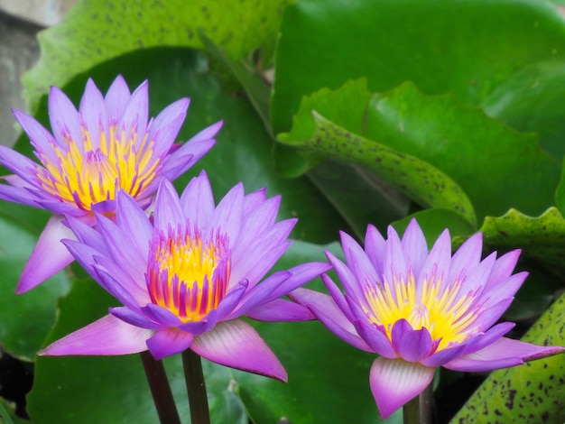 Premium Photo | Photo of lotus flowers in the pond