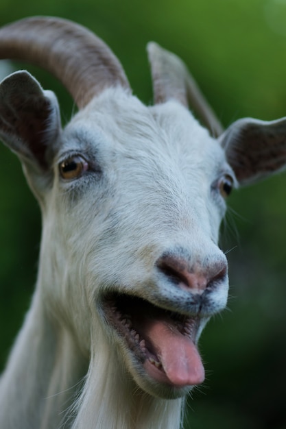 幸せなヤギの写真 面白いヤギは舌を見せる プレミアム写真