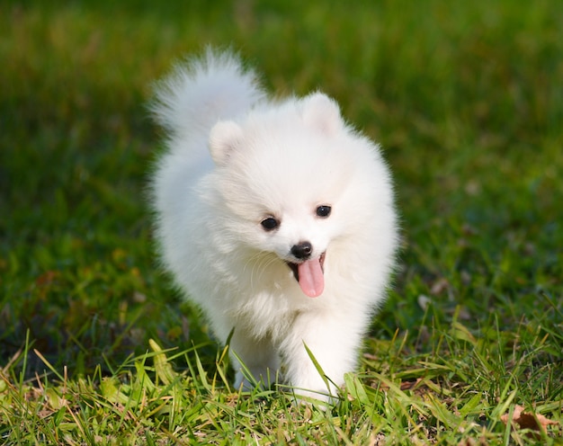 散歩のための小さな笑顔の白いポメラニアンの子犬の写真 プレミアム写真