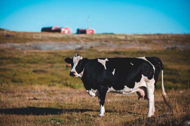 芝生の上を歩く黒と白の牛の写真 無料の写真