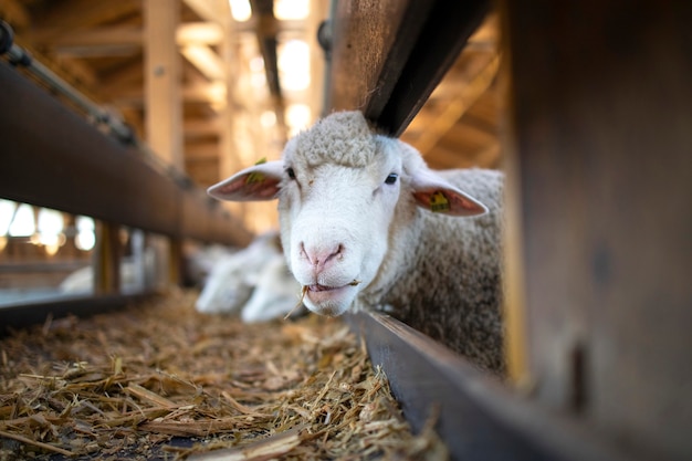 面白い羊の動物が食べ物を噛んでカメラを見つめている写真 無料の写真