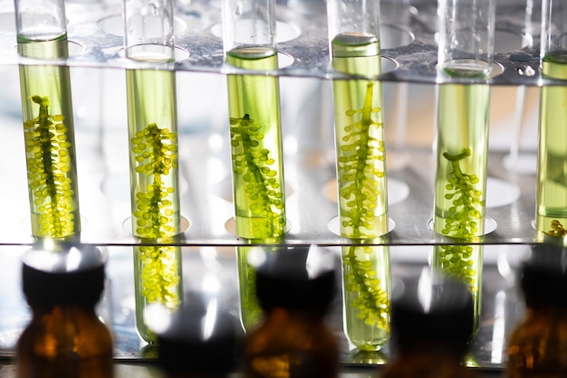 Premium Photo | Photobioreactor in lab algae fuel biofuel industry