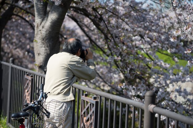Photograph cherry blossom at gojo river, nagoya Premium Photo