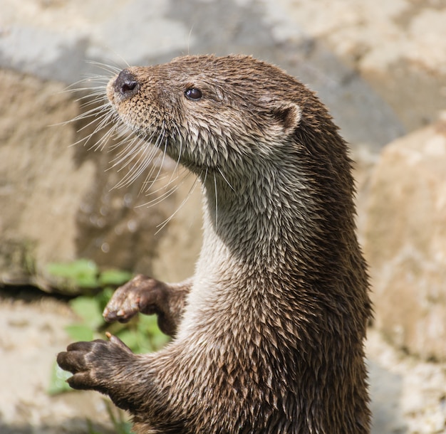 Premium Photo | Photograph of a pair of otters