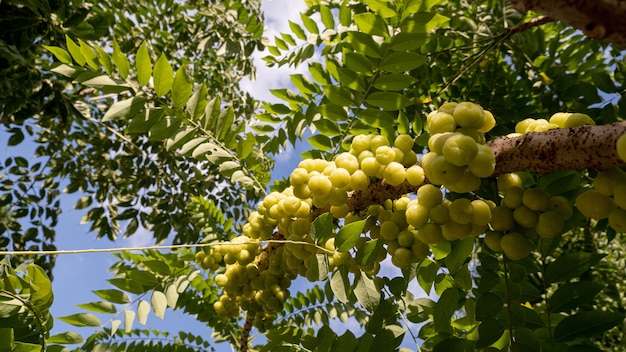 Premium Photo | Phyllanthus acidus known as the otaheite gooseberry ...