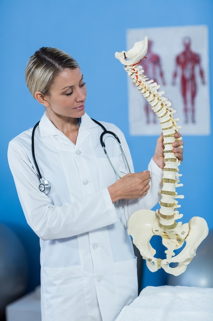 Premium Photo | Physiotherapist holding spine model