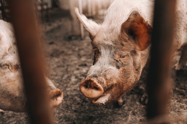 コートの泥の中に立っている汚い豚の写真 豚の飼育コンセプト プレミアム写真