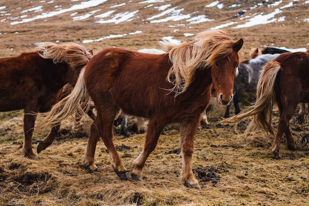 アイスランドの草や雪に覆われた野原を走るアイスランドの馬の写真 無料の写真