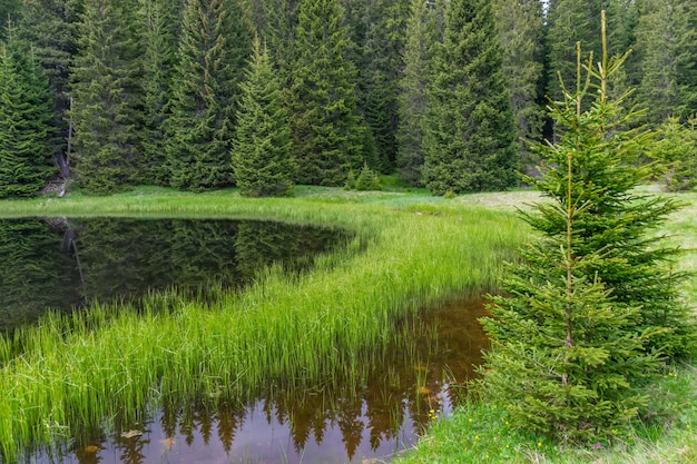 Premium Photo | The picturesque little lake is located far away in the ...