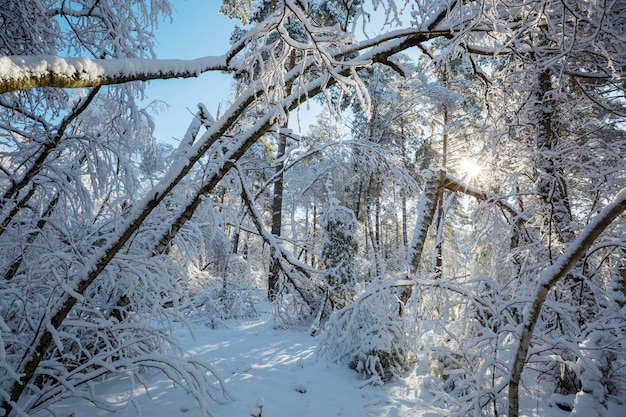 Снегопад в лесу фото