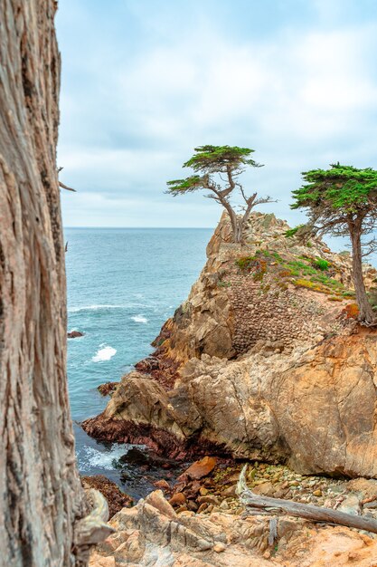 Premium Photo | A picturesque view of a lonely cypress tree in a park ...