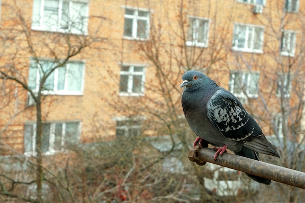 Голубь сидит на машине