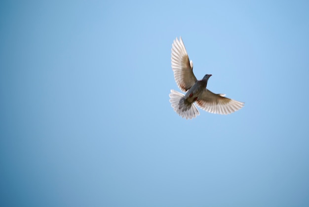 Premium Photo | Pigeon in the blue sky