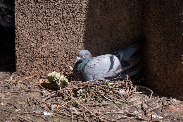 Premium Photo | A pigeon incubating its eggs