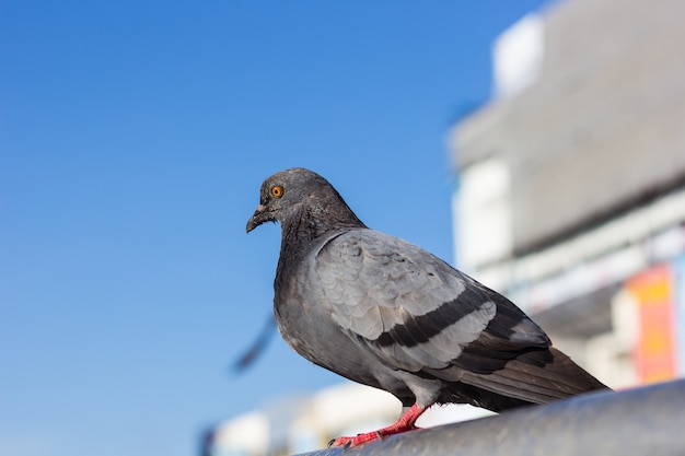 Premium Photo Pigeon