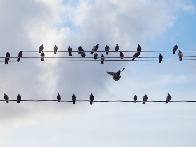 Premium Photo | Pigeons sit on electrical wires and one in flight