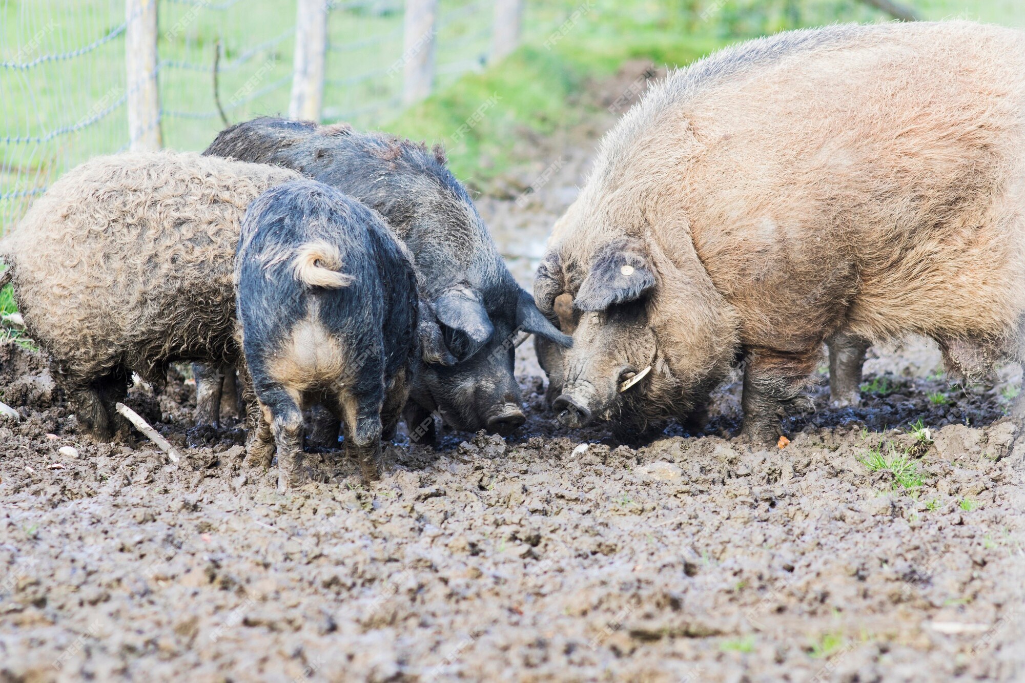 Premium Photo | Pigs of the mangalica breed