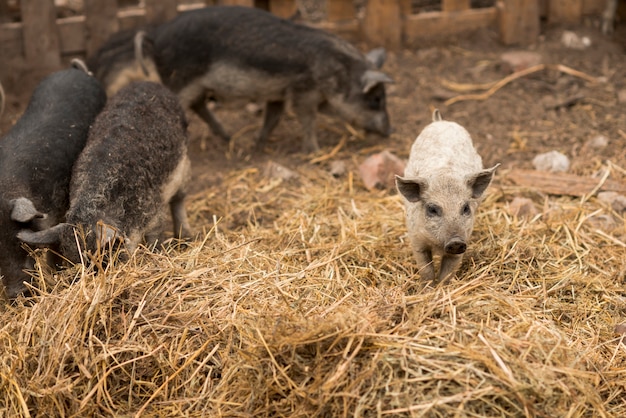 free-photo-pigs-in-the-sty-of-a-farm