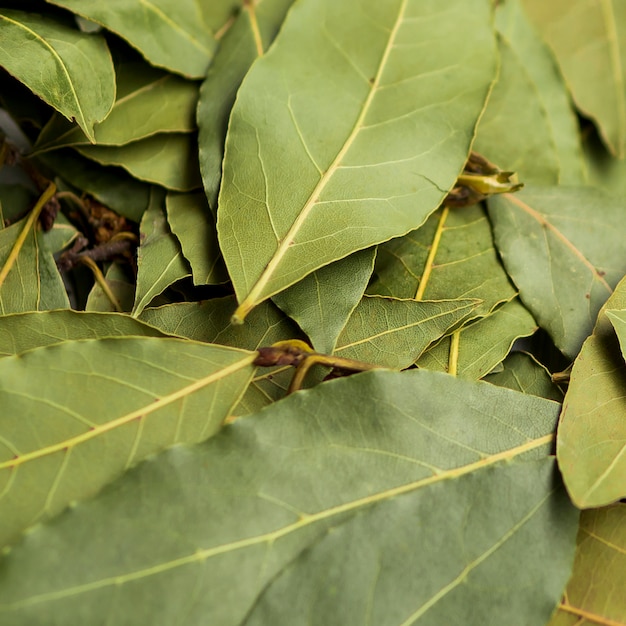 Free Photo | Pile of dry laurel leaves