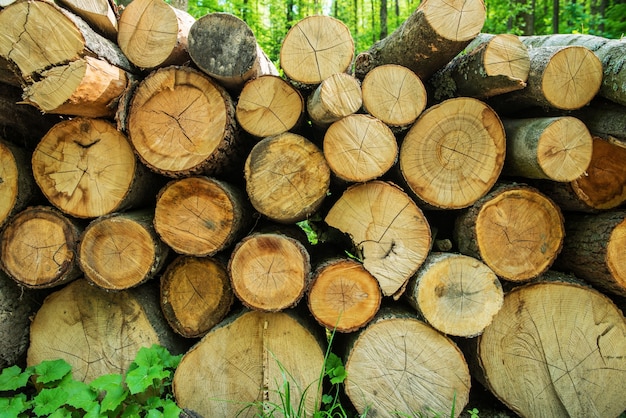 Pile of fresh timber | Free Photo