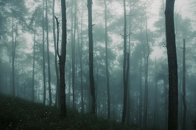 Premium Photo | Pine forest in the rainy season with dense fog ...