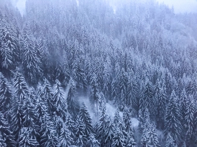 霧の日に雪で覆われた木と松の森 無料の写真