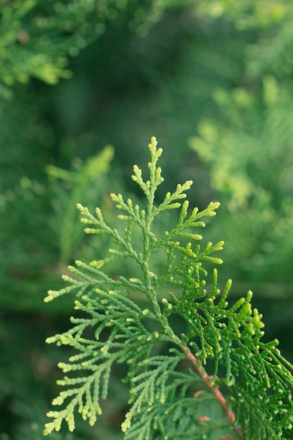 소나무 잎 상록수 Thuja 배경 겨울 나무와 크리스마스 트리 배경 개념 프리미엄 사진