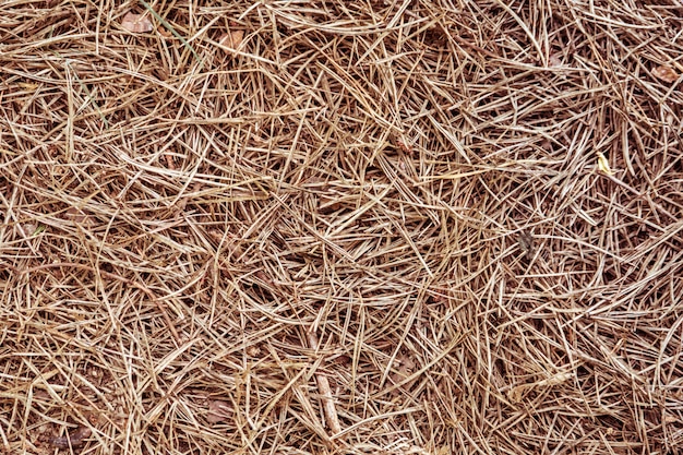 Premium Photo Pine Needles Texture