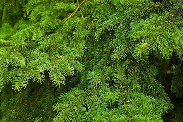 Premium Photo | Pine tree background