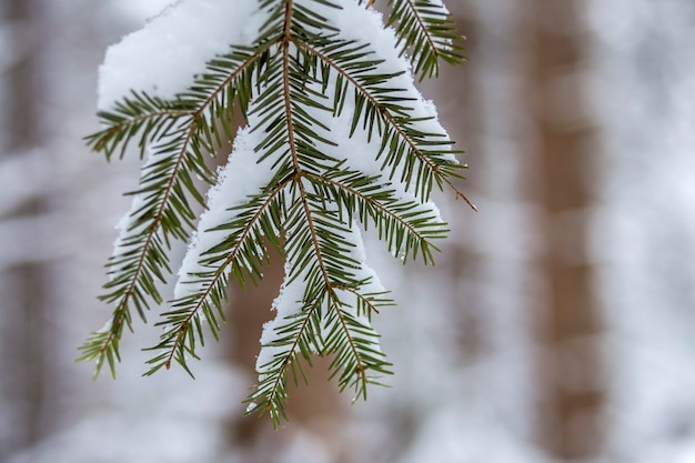 Premium Photo | Pine tree branches with green needles covered with deep fresh clean snow on blurred outdoors copy background.
