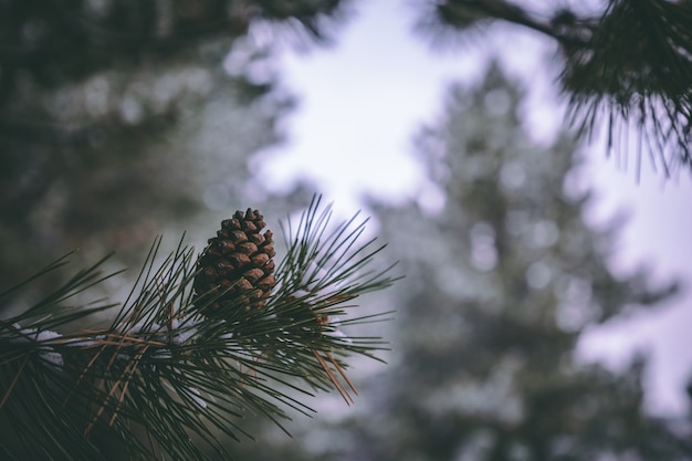 Free Photo | Pine tree closeup photo