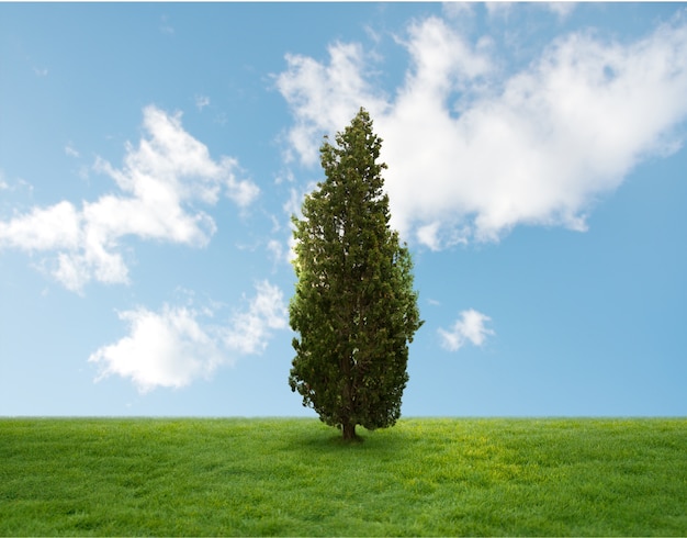 Free Photo | Pine tree in middle of a field