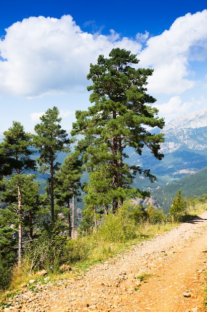 Free Photo | Pine trees at mountains